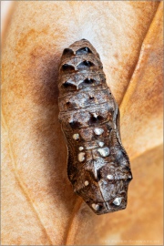 Sumpfwiesen-Perlmuttfalter Puppe (Boloria selene) 09