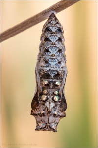 Alpen-Perlmutterfalter Puppe (Boloria thore) 07