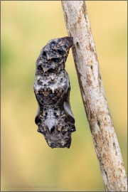 Natterwurz-Perlmutterfalter Puppe (Boloria titania) 24