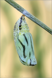 Alpen-Wiesenvögelchen Puppe (Coenonympha gardetta) 17