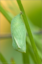 Puppe Rotbraunes Wiesenvögelchen (Coenonympha glycerion) 06