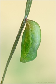 Großes Wiesenvögelchen Puppe (Coenonympha tullia) 07