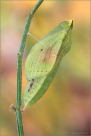 Postillon Puppe (Colias croceus) 12