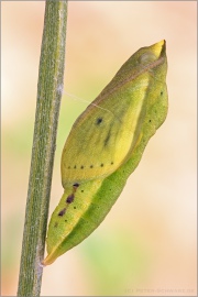 Goldene Acht Puppe (Colias hyale) 14