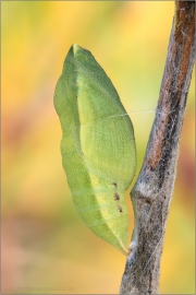 Alpen-Gelbling Puppe (Colias phicomone) 07