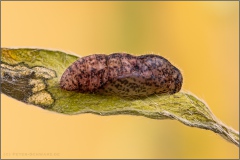 Kanarischer Bläuling Puppe (Cyclyrius webbianus) 14