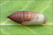 Mandeläugiger Mohrenfalter Puppe (Erebia alberganus) 21