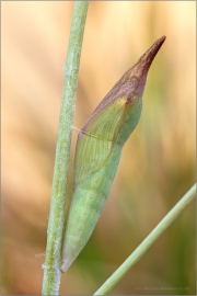 Grüngestreifter Weißling Puppe (Euchloe belemia) 01