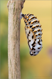 Goldener Scheckenfalter Puppe (Euphydryas aurinia) 20