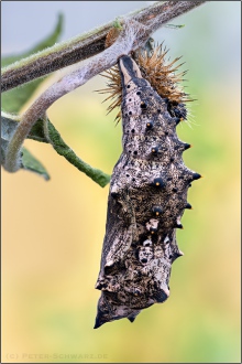 Großer Fuchs Puppe (Nymphalis polychloros) 10