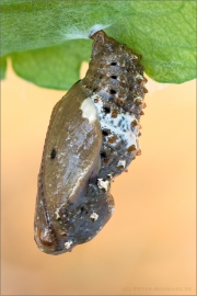 Kleiner Perlmutterfalter Puppe (Issoria lathonia) 01