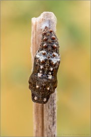 Kleiner Perlmutterfalter Puppe (Issoria lathonia) 11