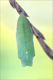 Mauerfuchs Puppe (Lasiommata megera) 04