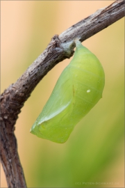 Gelbringfalter Puppe (Lopinga achine) 07