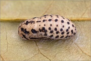 Lilagold-Feuerfalter Puppe 17 (Lycaena hippothoe)