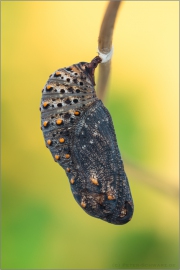 Wegerich-Scheckenfalter Puppe (Melitaea cinxia) 18