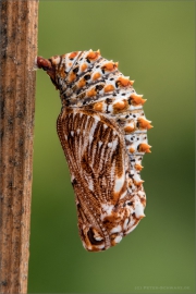 Puppe_Melitaea_deione_1160842