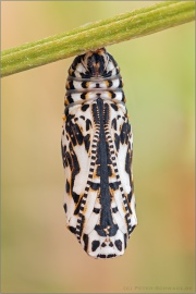 Roter Scheckenfalter Puppe (Melitaea didyma) 18