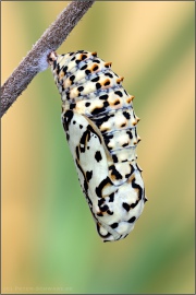 Roter Scheckenfalter Puppe (Melitaea didyma) 24