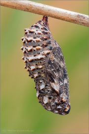 Flockenblumen Scheckenfalter Puppe (Melitaea phoebe) 13