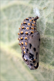 Bräunlicher Scheckenfalter Puppe (Melitaea trivia) 05