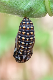 Westalpiner Scheckenfalter Puppe (Melitaea varia) 06