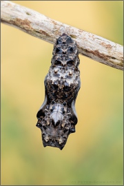 Natterwurz-Perlmutterfalter Puppe (Boloria titania) 26