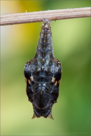 Schwarzbrauner Trauerfalter Puppe (Neptis sappho) 02