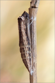 Südlicher Osterluzeifalter Puppe (Zerynthia polyxena) 06