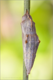 Resedafalter Puppe (Pontia edusa) 07