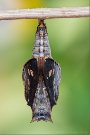 Schwarzbrauner Trauerfalter Puppe (Neptis sappho) 03