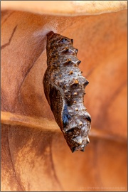 Silberfleck Perlmuttfalter Puppe (Boloria euphrosyne) 16