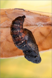 Großer Perlmuttfalter Puppe (Speyeria aglaja) 12