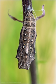 Distelfalter Puppe (Vanessa cardui) 15