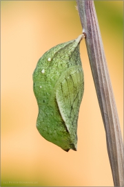 Puppe Waldbrettspiel (Pararge aegeria) 06