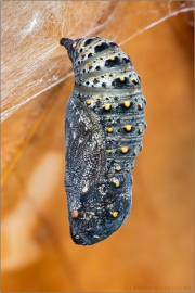 Wegerich-Scheckenfalter Puppe (Melitaea cinxia) 21