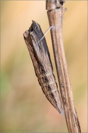 Südlicher Osterluzeifalter Puppe (Zerynthia polyxena) 05