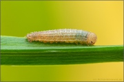 Quellen-Mohrenfalter Raupe (Erebia pronoe) 08