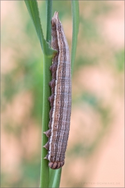 Weißer Waldportier Raupe (Brintesia circe) 02
