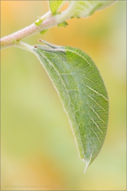 Großer Schillerfalter Raupe (Apatura iris) 05