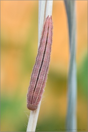 Balkan Schachbrett Raupe (Melanargia larissa) 11