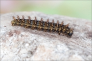 Alpenmatten-Perlmutterfalter Raupe (Boloria pales) 02