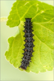 Sumpfwiesen-Perlmuttfalter Raupe (Boloria selene) 07