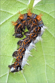 C-Falter Raupe (Polygonia c-album) 03