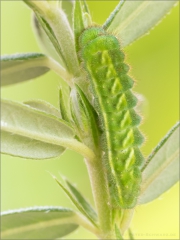Grüner Zipfelfalter Raupe (Callophrys rubi) 05