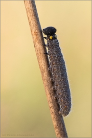 Malven-Dickkopffalter Raupe (Carcharodus alceae)