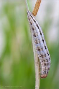 Berghexe Raupe (Chazara briseis) 02