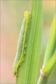 Raupe Rotbraunes Wiesenvögelchen (Coenonympha glycerion) 04