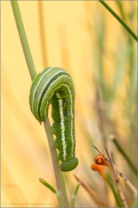 Großes Wiesenvögelchen Raupe (Coenonympha tullia) 04