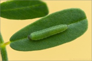 Goldene Acht Raupe (Colias hyale) 09